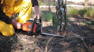 Seasonal Cleanup (Spring/Fall) in Dooms, VA