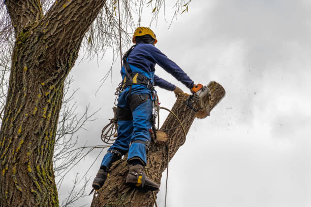 Tree Services