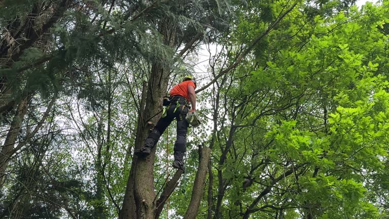 How Our Tree Care Process Works  in Dooms, VA